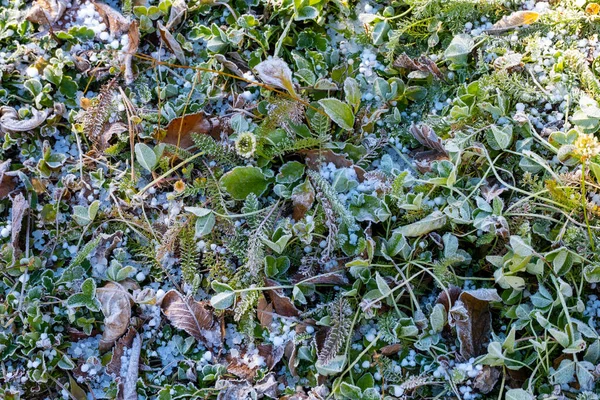 Замерзла Трава Земля Взимку — стокове фото