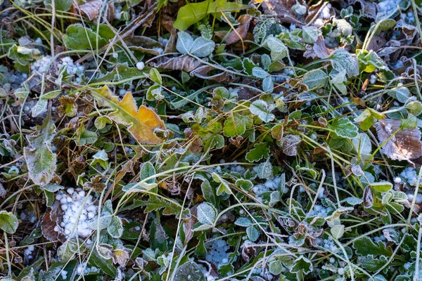 Gefrorenes Gras Und Boden Winter — Stockfoto