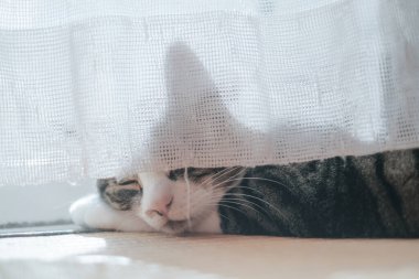 Pencerenin yanında bir kedi