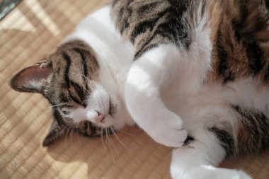 Pencerenin yanında bir kedi