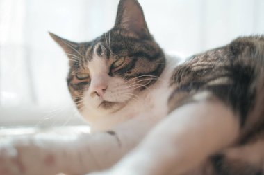 Pencerenin yanında bir kedi