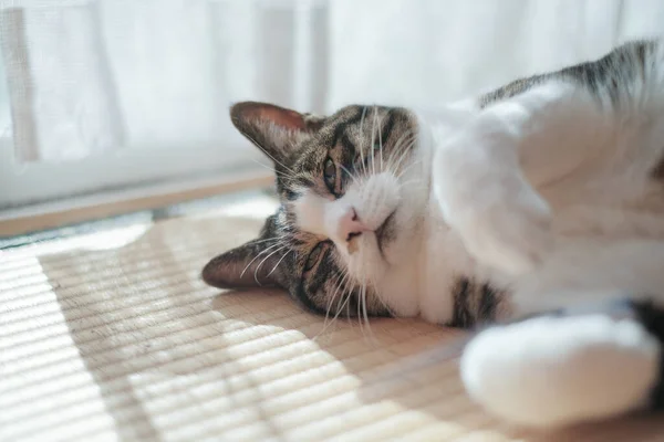 Gatto Vicino Alla Finestra — Foto Stock