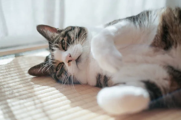 Eine Katze Fenster — Stockfoto