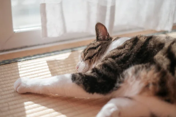 Gatto Vicino Alla Finestra — Foto Stock