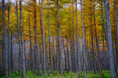 Sonbaharda çam ağaçlarının rüzgarsız ormanı