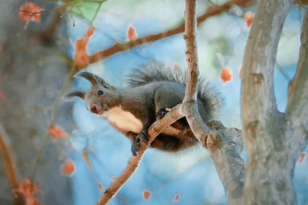 One Squirrel Tree — Stock Photo, Image