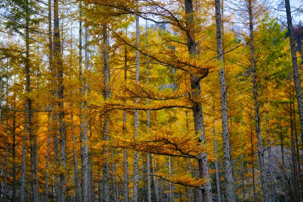 Bosque Pino Prueba Viento Otoño —  Fotos de Stock