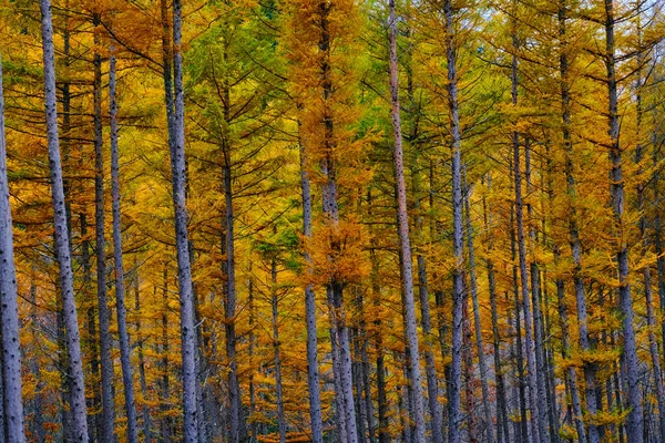 Bosque Pino Prueba Viento Otoño — Foto de Stock