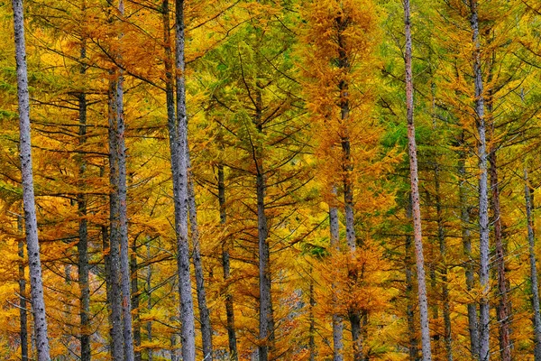 Bosque Pino Prueba Viento Otoño —  Fotos de Stock