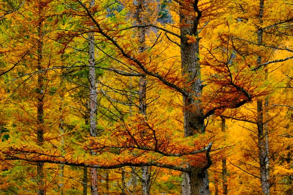 Winddicht Dennenbos Herfst — Stockfoto