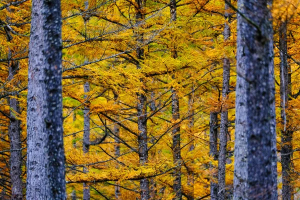 Bosque Pino Prueba Viento Otoño — Foto de Stock