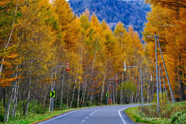 Windproof Forest Pine Autumn — Stock Photo, Image