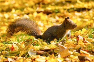 Sonbaharda bir sincap Hokkaido 'da