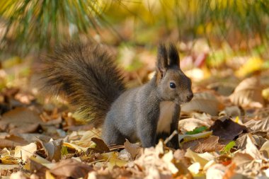 Sonbaharda bir sincap Hokkaido 'da