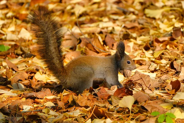 Ein Eichhörnchen Herbst Hokkaido — Stockfoto