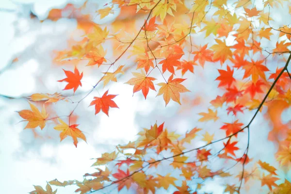 Höstlöv Tidigt Hösten — Stockfoto