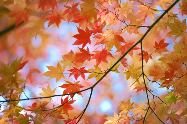 Осенние Листья Начале Осени — стоковое фото