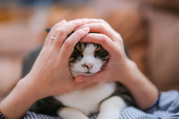 Owner Playing Cat — Stock Photo, Image