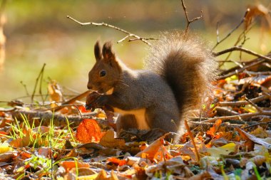 Sonbaharda bir sincap Hokkaido 'da