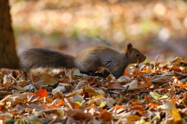 Sonbaharda bir sincap Hokkaido 'da