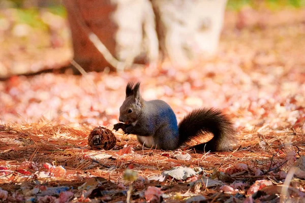 One Squirrel Autumn Hokkaido — Stock Photo, Image