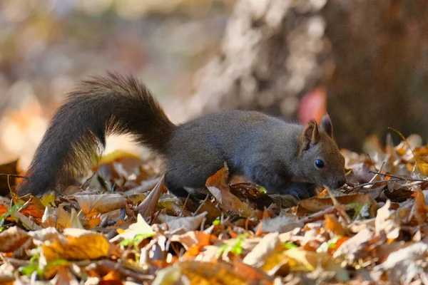 Ein Eichhörnchen Herbst Hokkaido — Stockfoto