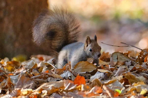 Ein Eichhörnchen Herbst Hokkaido — Stockfoto