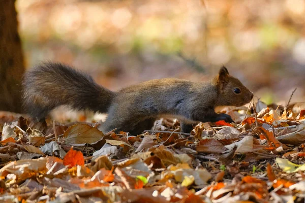一只松鼠在秋天的北海道 — 图库照片