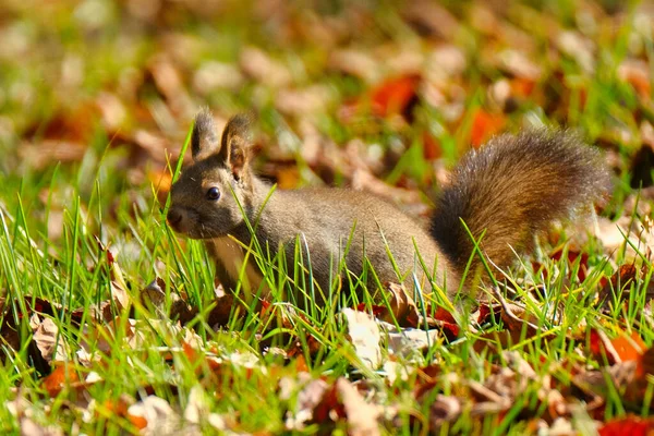 Ein Eichhörnchen Herbst Hokkaido — Stockfoto