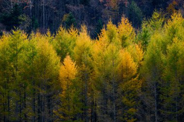 Sonbaharda çam ağaçlarının rüzgarsız ormanı
