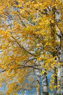 Hokkadio sonbaharında beyaz huş ağacı