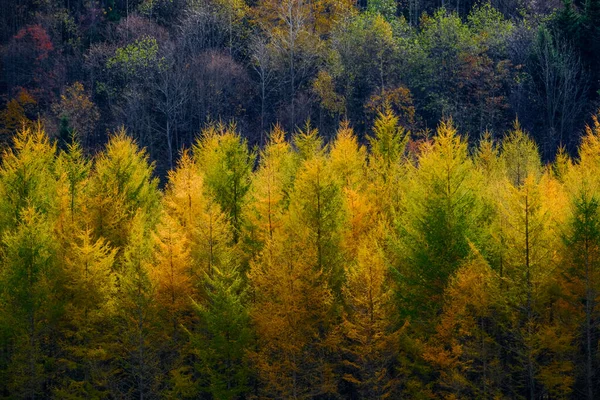 Wiatroszczelny Las Sosnowy Jesienią — Zdjęcie stockowe