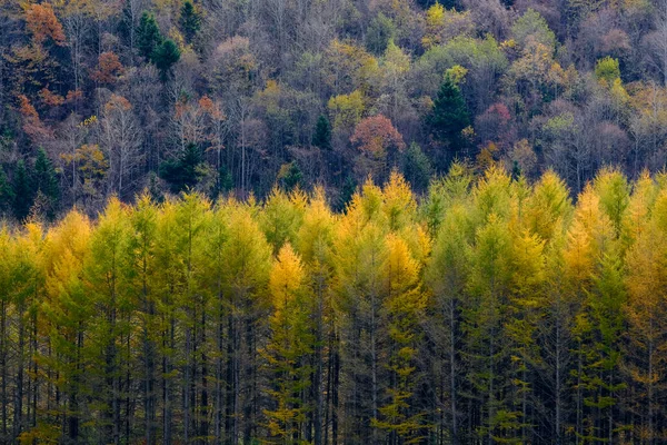 Ветростойкий Сосновый Лес Осенью — стоковое фото