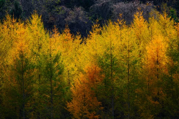 Floresta Prova Vento Pinho Outono — Fotografia de Stock