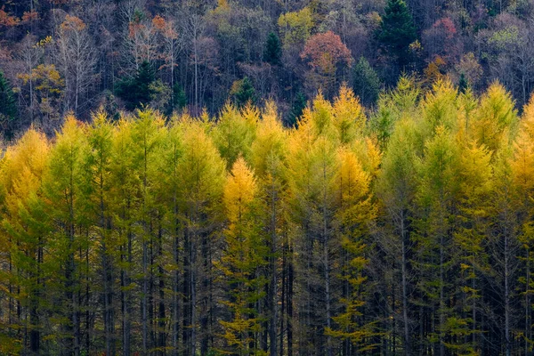 Neprůstřelný Borovicový Les Podzim — Stock fotografie