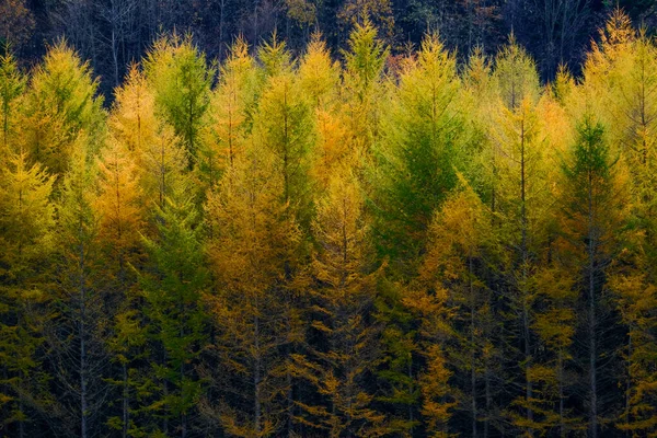 Neprůstřelný Borovicový Les Podzim — Stock fotografie