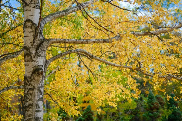 White Birch Autumn Hokkadio — Stock Photo, Image