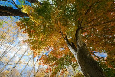 Kitami Hokkaido 'da sonbahar yaprakları