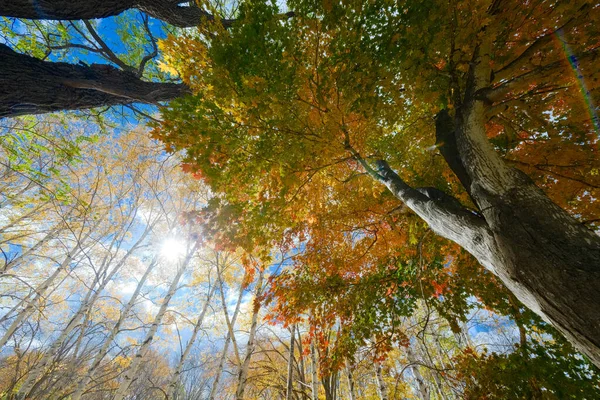Podzimní Listy Kitami Hokkaido — Stock fotografie