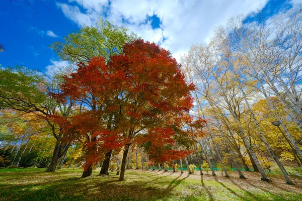 Herbstblätter Kitami Hokkaido — Stockfoto