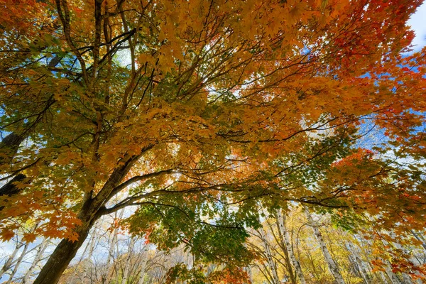 Herbstblätter Kitami Hokkaido — Stockfoto