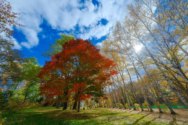 Herbstblätter Kitami Hokkaido — Stockfoto