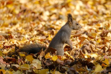 Sonbaharda bir sincap Hokkaido 'da