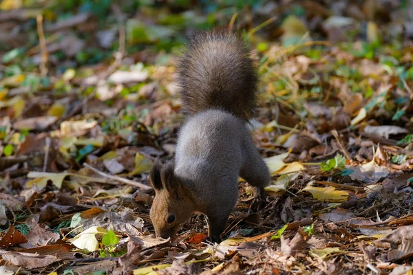 Een Eekhoorn Herfst Hokkaido — Stockfoto