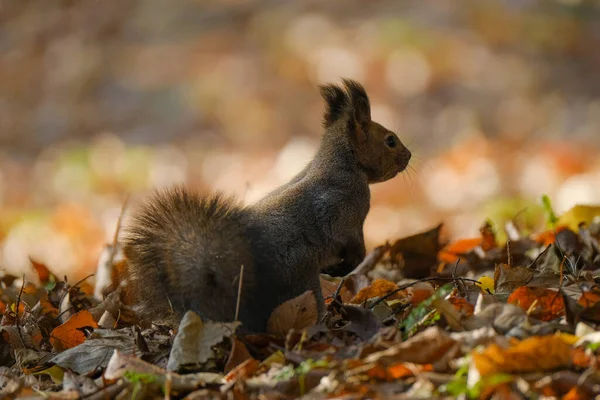 Sonbaharda bir sincap Hokkaido 'da