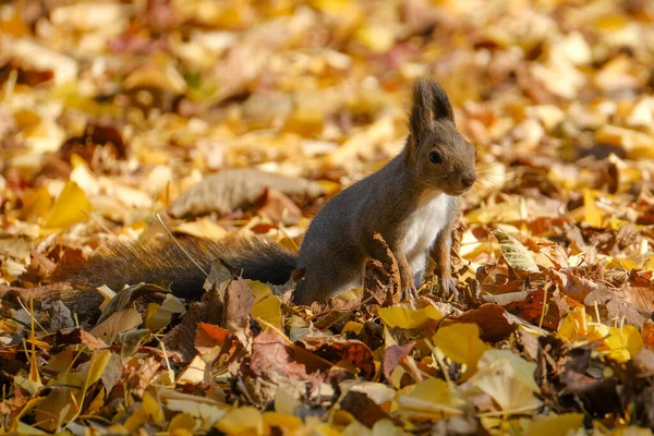 One Squirrel Autumn Hokkaido — Stock Photo, Image