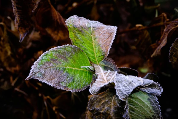 Vorstgras Winterochtend — Stockfoto