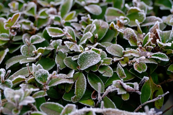 Frost Gräs Vintern Morgon — Stockfoto