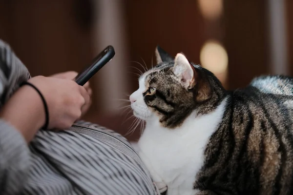 Gatto Smartphone Casa — Foto Stock