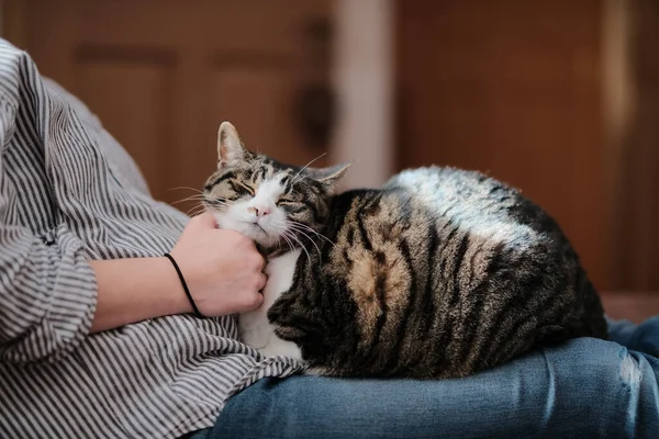 Owner Playing Cat — Stock Photo, Image